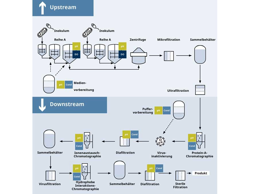 Jeder Schritt des biopharmazeutischen Prozesses, sowohl Upstream als auch Downstream